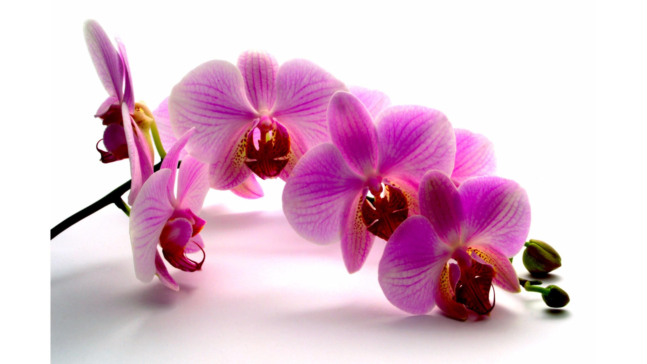 Orient Aroma