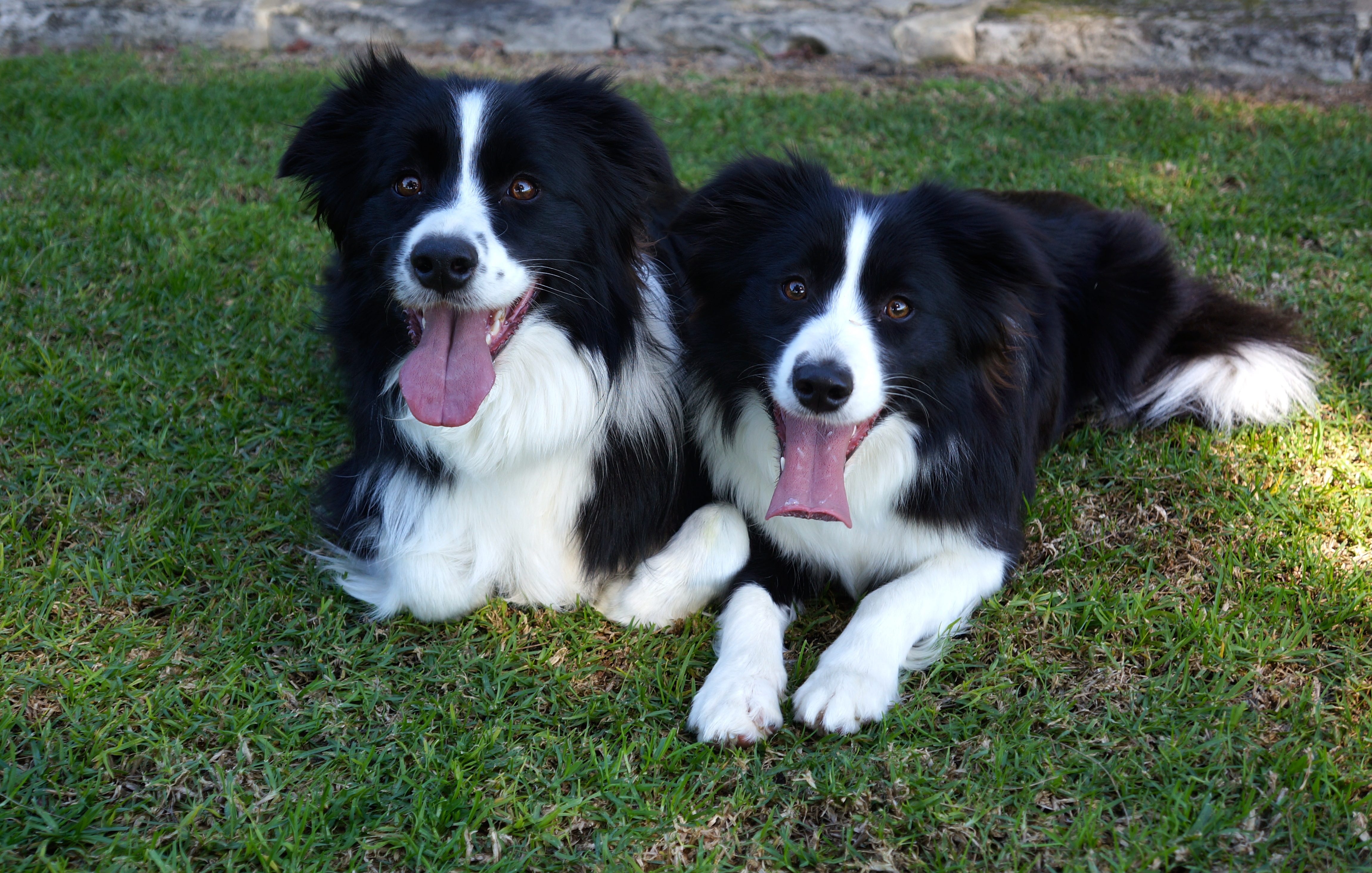 K9 Playtime Doggy Daycare & Dog Grooming