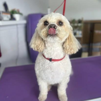 Fluff n Stuff Dog Grooming