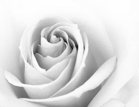 Rose Whyte Skin & Beauty 